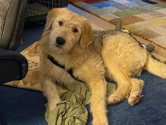 Dogorama Photo Challenge - Hundeblick zum hinschmelzen-Beitrag-Bild