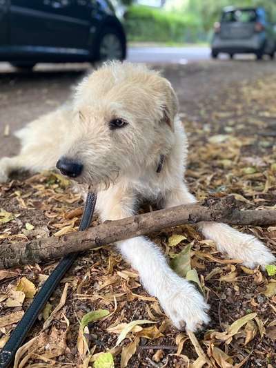 Gibts hier Mioritic Besitzer?-Beitrag-Bild