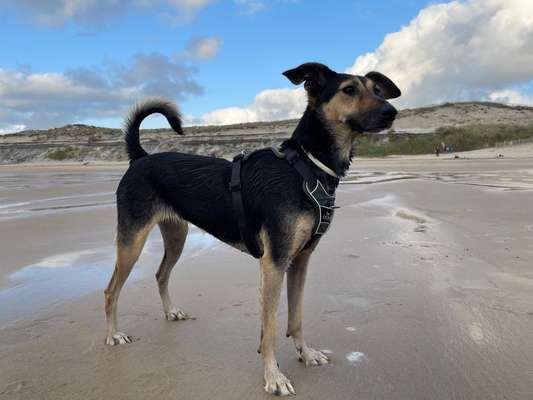 Mudi - Gibt es hier noch weitere ungarische Paprikas?-Beitrag-Bild