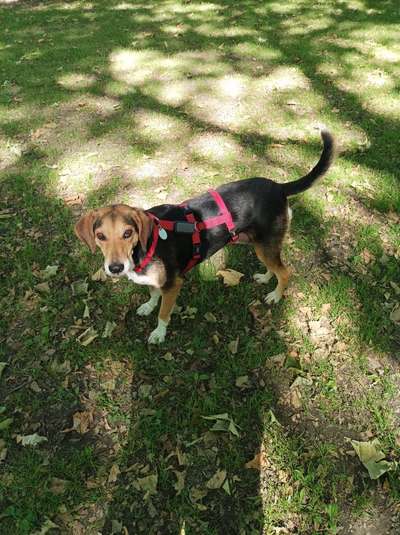 Hunde aus Rumänien-Beitrag-Bild