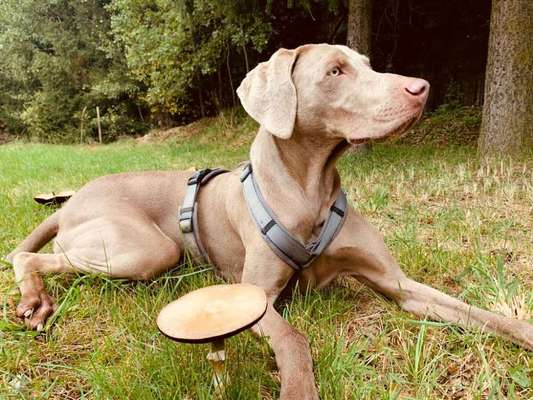 Weimaraner-Beitrag-Bild