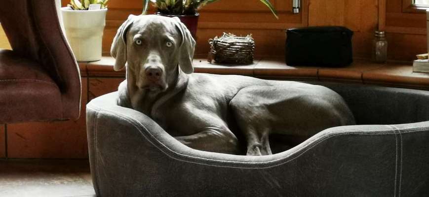 Wann Erwachsenenfutter geben?-Beitrag-Bild