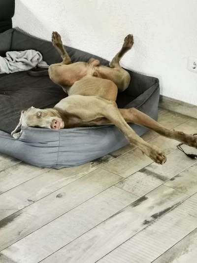 Als Welpen sind sie alle noch süßer-Beitrag-Bild