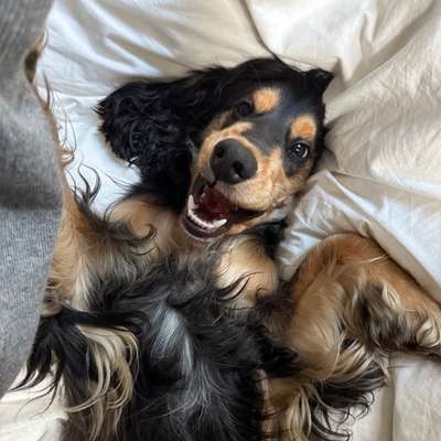 Hundetreffen-Playdate, gemeinsames Spazieren-Bild