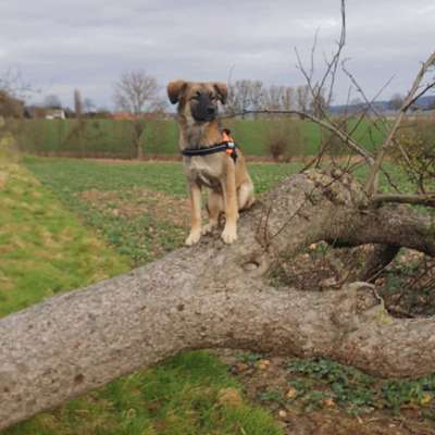 Hundetreffen-Gemeinsame Spaziergänge-Bild