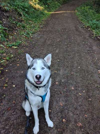 Husky-Beitrag-Bild