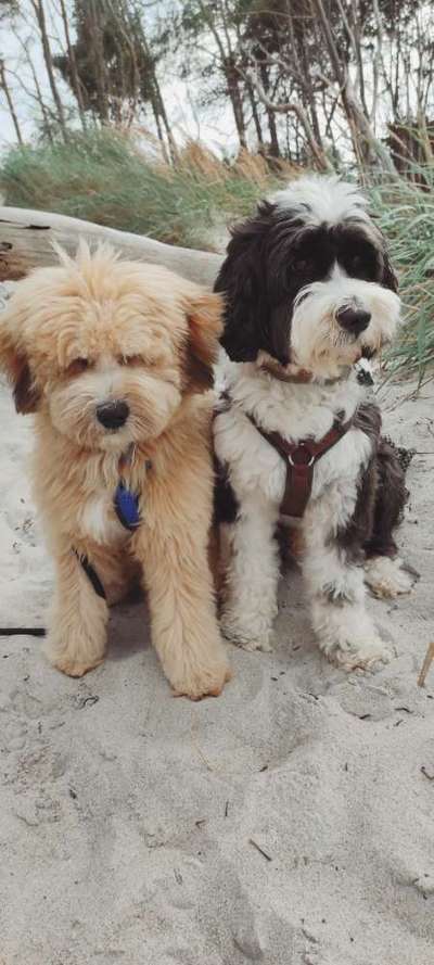 Tibet Terrier-Beitrag-Bild