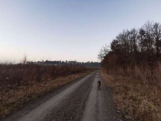 Hundetreffen-Gemeinsame Spaziergänge und Spaß für die Hunde-Bild