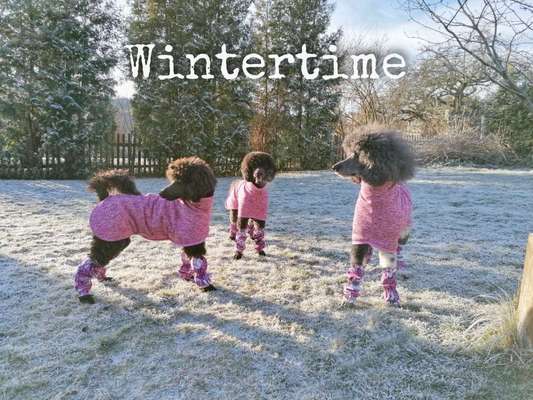 Alles rund um den Pudel-Beitrag-Bild