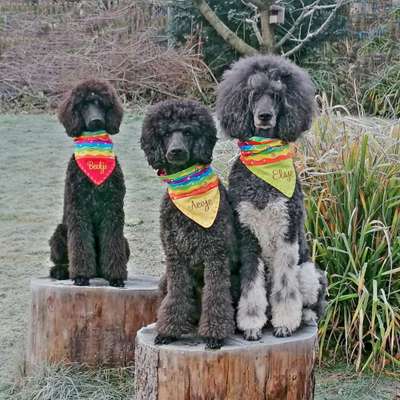 Alles rund um den Pudel-Beitrag-Bild