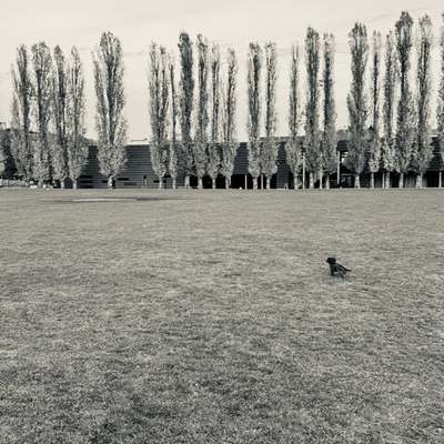 Hundetreffen-Welpentreffen Mauerpark/Wasserturm-Bild