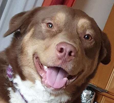 Welpen Bilder !-Beitrag-Bild