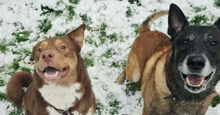 Dogorama Photo Challenge - Einmal lächeln bitte-Beitrag-Bild