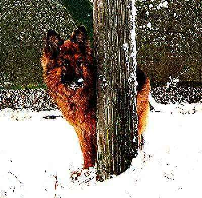 Alles rund um den Schäferhund, diskutieren erwünscht.-Beitrag-Bild