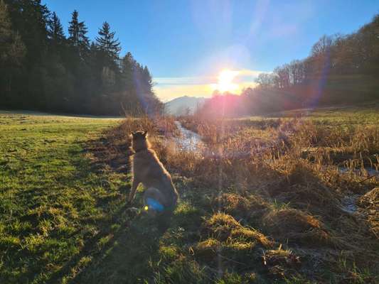 Dogorama Foto Aktion - Dein Hund im Dogorama Büro-Beitrag-Bild