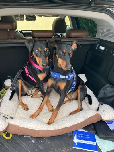 Liebhaber des Deutschen Pinscher gesucht.-Beitrag-Bild