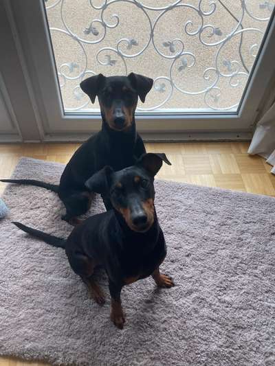 Liebhaber des Deutschen Pinscher gesucht.-Beitrag-Bild