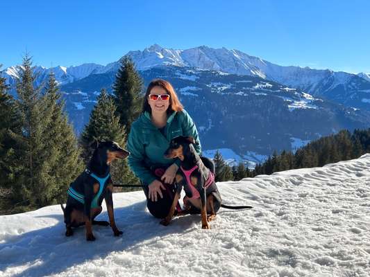 Liebhaber des Deutschen Pinscher gesucht.-Beitrag-Bild