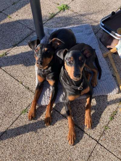 Liebhaber des Deutschen Pinscher gesucht.-Beitrag-Bild