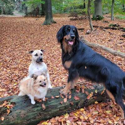 Hundetreffen-Spielpartner-Bild