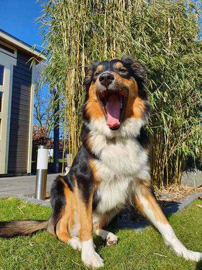 Dogorama Photo Challenge - lustigste Grimasse-Beitrag-Bild