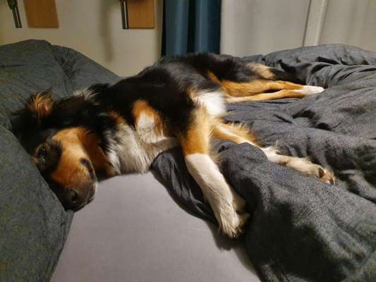 Darf der Hund bei Euch im Bett schlafen?-Beitrag-Bild