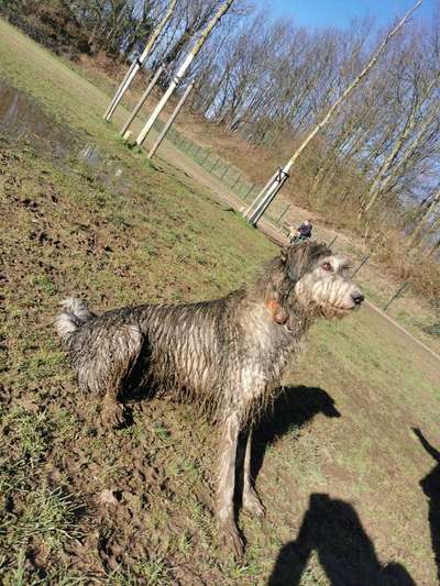 FOTOCHALLENGE 72 - Glücklicher Hund im Schmuddel-Look-Beitrag-Bild