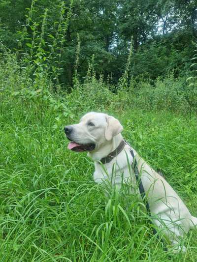 Wo sind meine Labrador Freunde-Beitrag-Bild