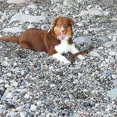 Hundetreffen-Treffen im Grünen oder am Wasser-Bild