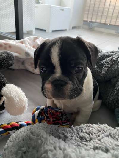 Als Welpen sind sie alle noch süßer-Beitrag-Bild