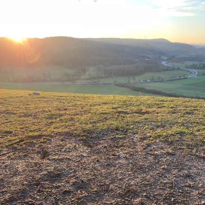 Hundetreffen-Biete Betreuung-Bild