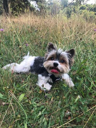 Hundetreffen-Spaziergang & Spiel-Bild