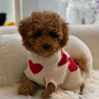 Hundetreffen-Spielbuddies gesucht, für unseren Chino-Bild