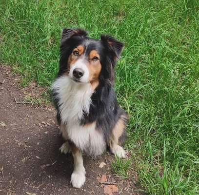 Hundetreffen-Spaziergang an der Leine in Vorwerk-Bild