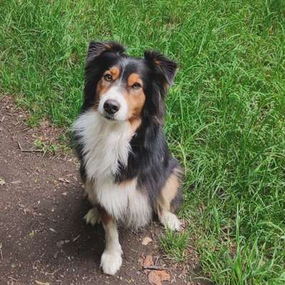 Hundetreffen-Waldspaziergang-Bild