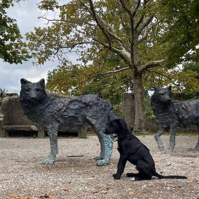 Hundetreffen-Jung-/hundetreff Basel-Bild