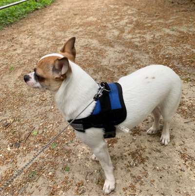 Hundetreffen-Chihuahua treffen in Schlosspark Herten-Bild