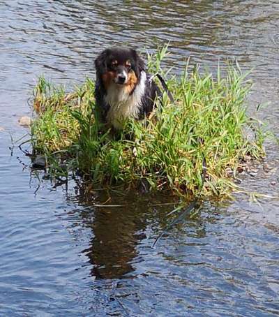 Dogorama-Monats-Challenge-Mai "Wasser"-Beitrag-Bild