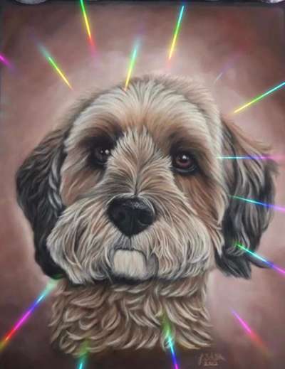 Havaneser dabei?:)-Beitrag-Bild