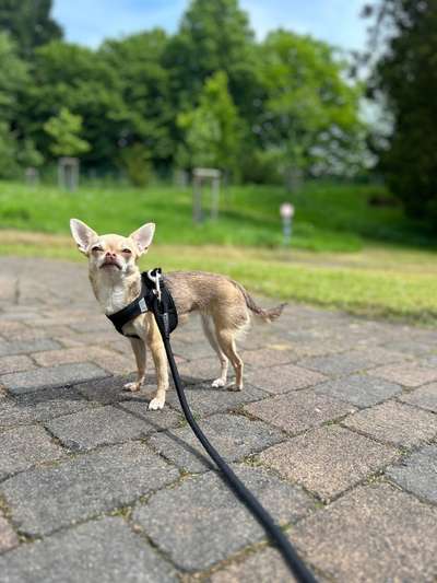 Hundetreffen-Mini-Hunde im Siepental-Bild