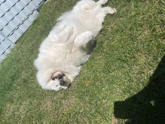 Samojede-Beitrag-Bild