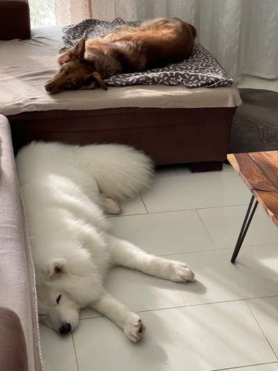 TierschutzhundeStammtisch🐕-Beitrag-Bild