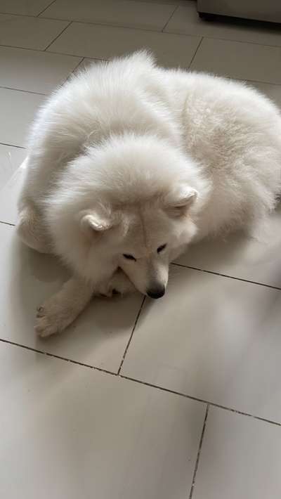 Samojede-Beitrag-Bild