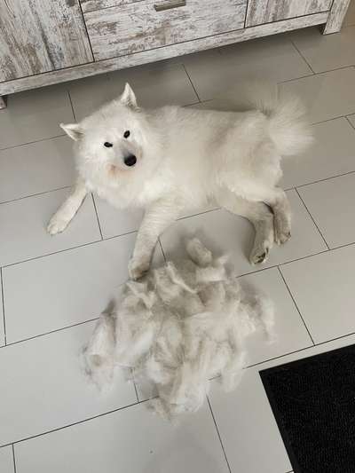 Samojede-Beitrag-Bild