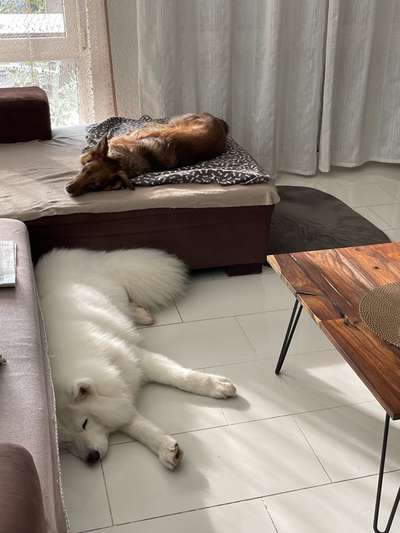 Samojede-Beitrag-Bild