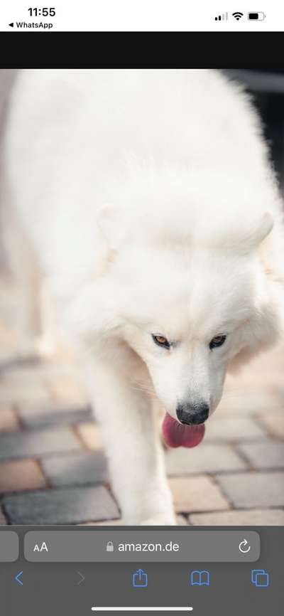 Samojede-Beitrag-Bild