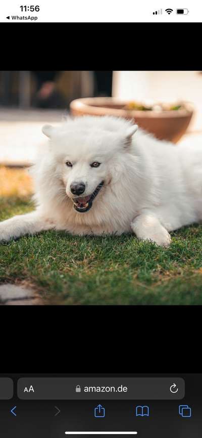 Samojede-Beitrag-Bild