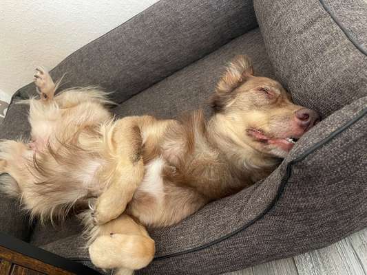 TierschutzhundeStammtisch🐕-Beitrag-Bild