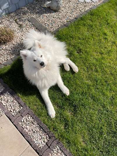 Samojede-Beitrag-Bild