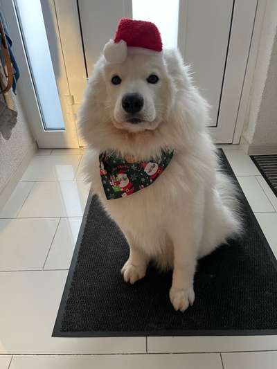 Samojede-Beitrag-Bild